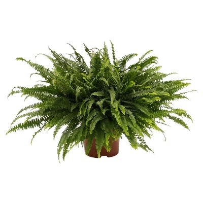 Nephrolepis exaltata - Boston Fern Hanging Basket