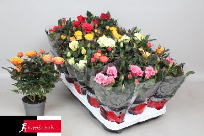 Rosa hybrids - Assorted Mini Roses