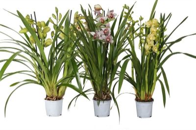 Cymbidium Spp - Cymbidium, Boat Orchid, Assorted