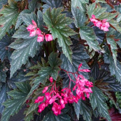 Begonia 'Lana'- Angel Wing Begonia