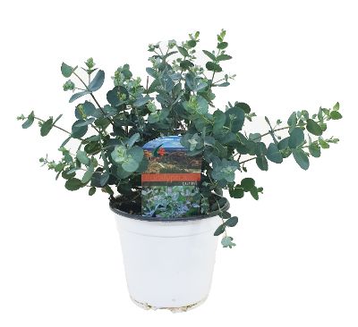 Eucalyptus gunnii- Eucalyptus
