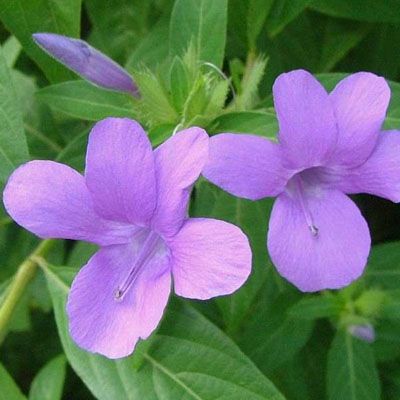 Barleria cristata - Assorted Barleria