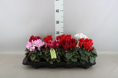 Cyclamen persicum - Florist's Cyclamen
