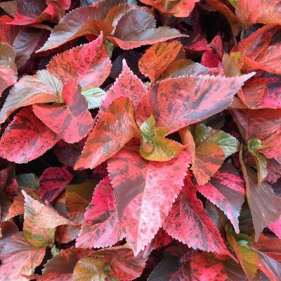 Acalypha wilkesiana - Copper Leaf Acalypha