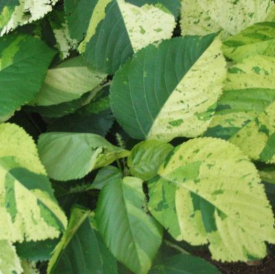 Acalypha Wilkesiana 'java White' - Java White Acalypha
