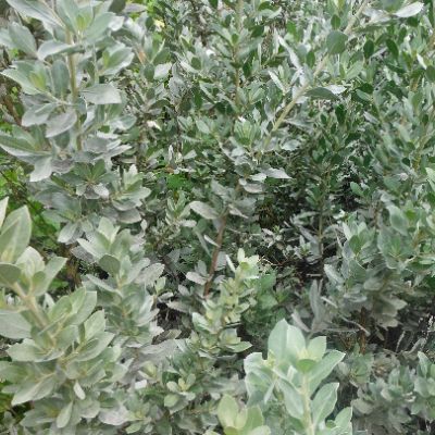 Conocarpus erectus - Silver Dollar