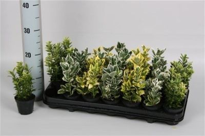 Euonymus japonicus - Assorted Euonymus