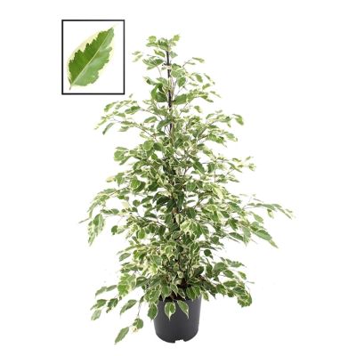 Ficus Benajmina 'twilight'