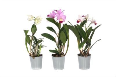 Cattleya Spp - Cattleya Orchid