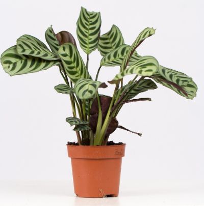 Ctenanthe 'Burle Marxii' - Fishbone Prayer Plant
