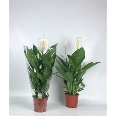 Spathiphyllum wallisii hybrids - Peace Lily