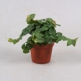 Ficus Pumila 'Sunny Green' - Creeping Fig