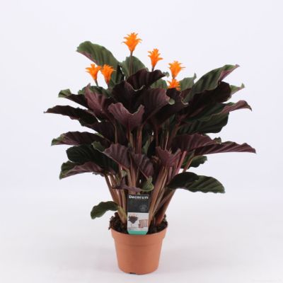 Calathea Crocata - Eternal Flame