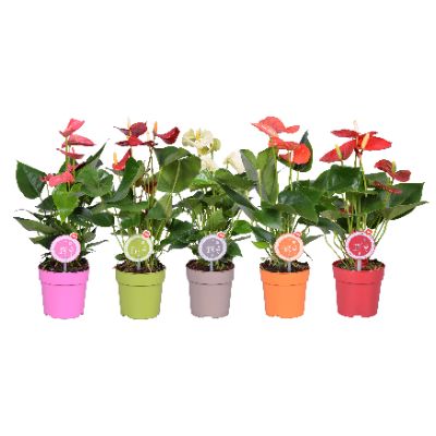 Anthurium Andraenum - Assorted Anthurium