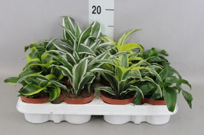 Dracaena fragrans 'Lemon Surprise', 'Jade Jewel'