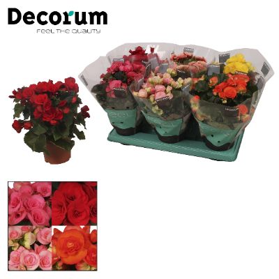 Begonia Elatior - Assorted Begonia