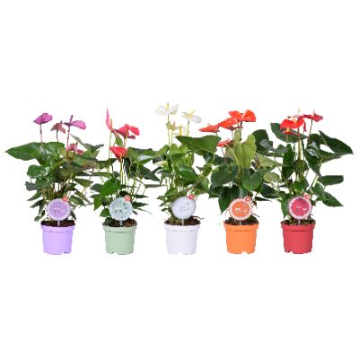 Anthurium Andraenum - Assorted Anthurium