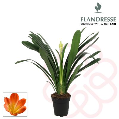 Clivia Miniata - Bush Lily