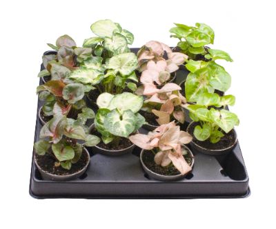 Syngonium podophyllum varieties - Arrowhead Vine, Syngonium Assorted
