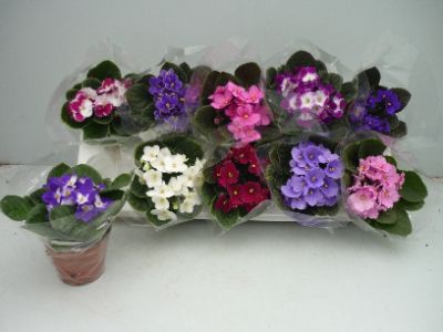 Saintpaulia ionantha - Assorted African violet
