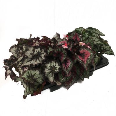 Begonia Blad Rex - Assorted Begonia