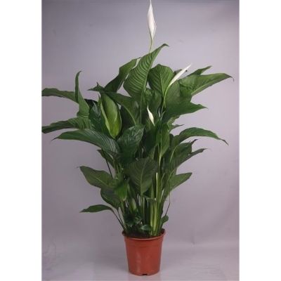 Spathiphyllum wallisii hybrids - Peace Lily