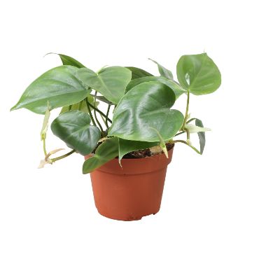 Philodendron scandens - Heartleaf Philodendron