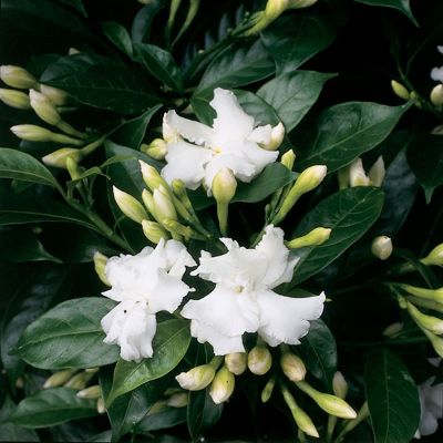 Tabernaemontana divaricata 'Plena' - Barbados Gardenia