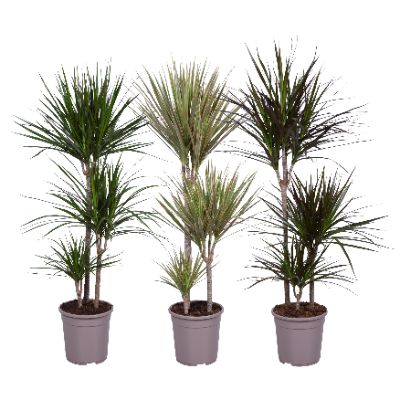 Dracaena marginata, Assorted