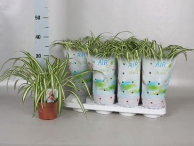 Chlorophytum Comosum - Spider Plant