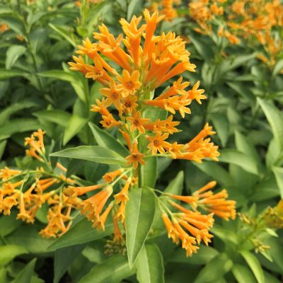 Cestrum aurantiacum - Yellow Cestrum
