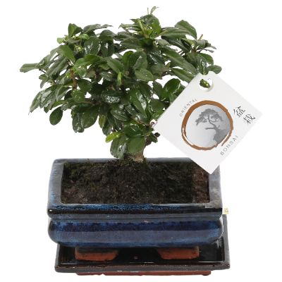 Bonsai, Assorted