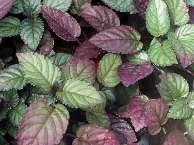 Hemigraphis Alternata - Waffle Plant