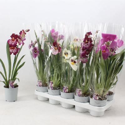 Miltonia Orchids, Assorted