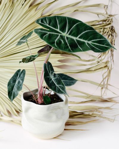 Alocasia ' Pink Tarragon'