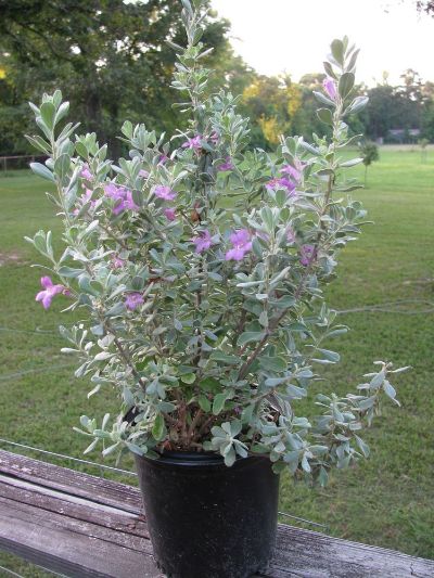 Leucophyllum frutescens - Texas Sage