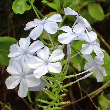 Plumbago auriculata var. alba- White Plumbago