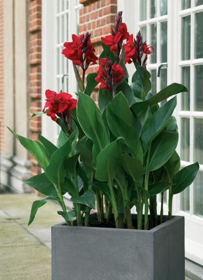 Canna indica - Assorted Canna Lily