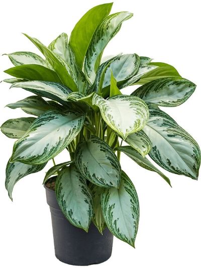 Aglaonema Spp - Aglaonema Mix