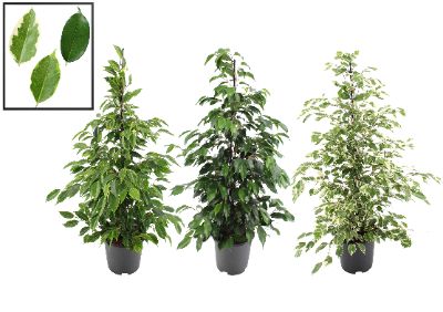 Ficus benjamina - Assorted Ficus benjamina