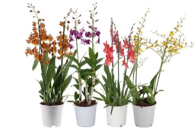 Orchids - Oncidium, Miltonia Assorted