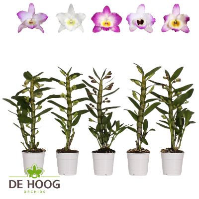 Dendrobium Nobile - Assorted Nobile Dendrobiums