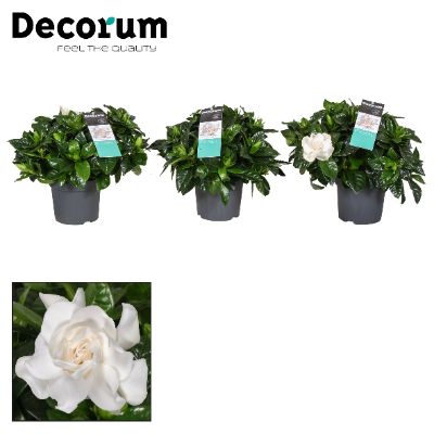 Gardenia Jasminoides - Gardenia