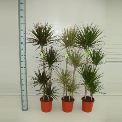 Dracaena marginata, Assorted
