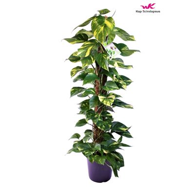 Epipremnum Pinnatum on Moss stick