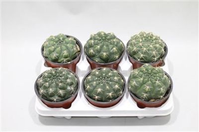 Gymnocalycium Baldianum - Assorted Gymnocalcium