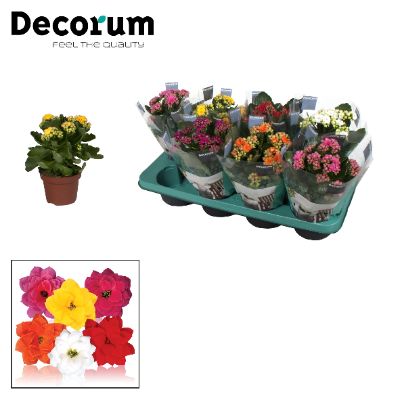 Kalanchoe blossfeldiana - Assorted Kalanchoe