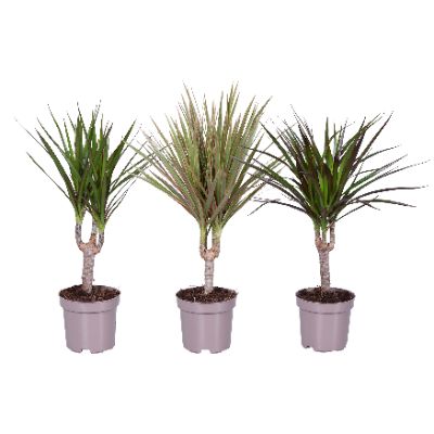 Dracaena marginata, Assorted