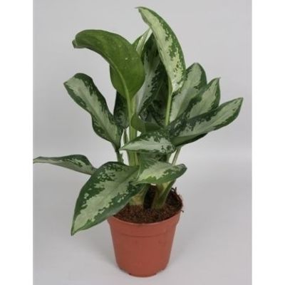 Aglaonema Varieties - Assorted Aglaonema
