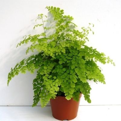 Adiantum radii - MaidenHair Fern